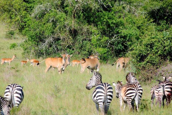 2 Days Akagera National Park Rwanda Big Five Wildlife Safari