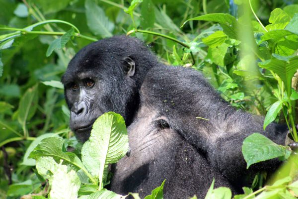 3 Days Volcanoes National Park Rwanda gorilla trekking tour