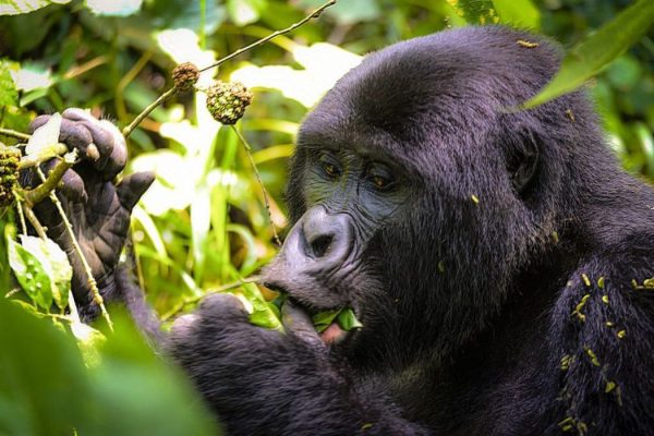 7 Days Rwanda Wildlife and Gorilla trekking tour