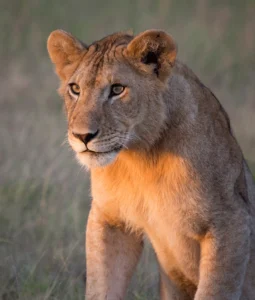 8 Days Rwanda Honeymoon Safari