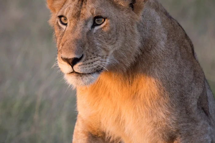 8 Days Rwanda Honeymoon Safari