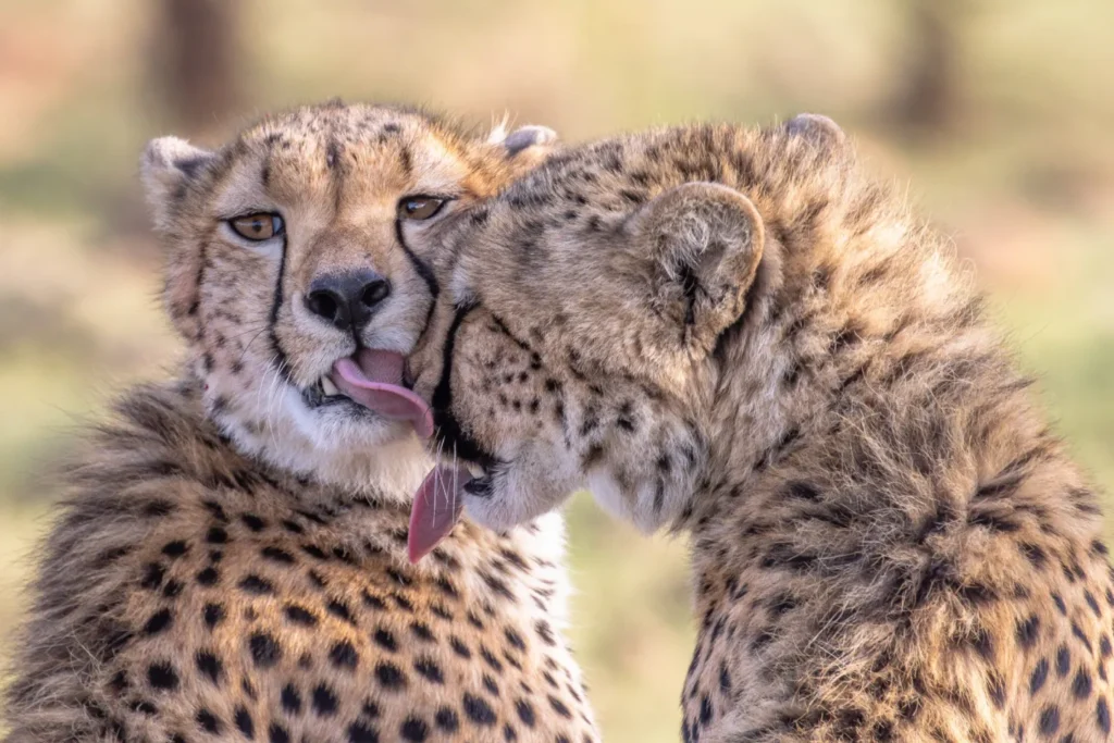 Best Time to Visit Kenya for Honeymoon