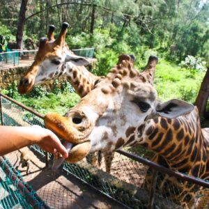 Haller Park Mombasa Kenya tour