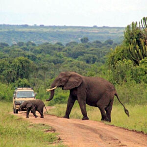 Shimba Hills National Reserve safari