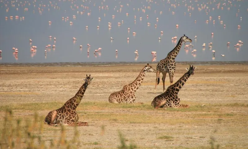 10 Days Kenya & Tanzania Luxury Safari - Africa Bed of Roses Safaris