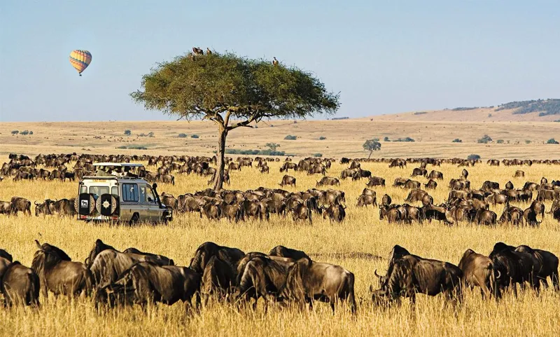 3 Days Masai Mara Kenya Luxury Wildlife road safari - Africa Bed of Roses Safaris