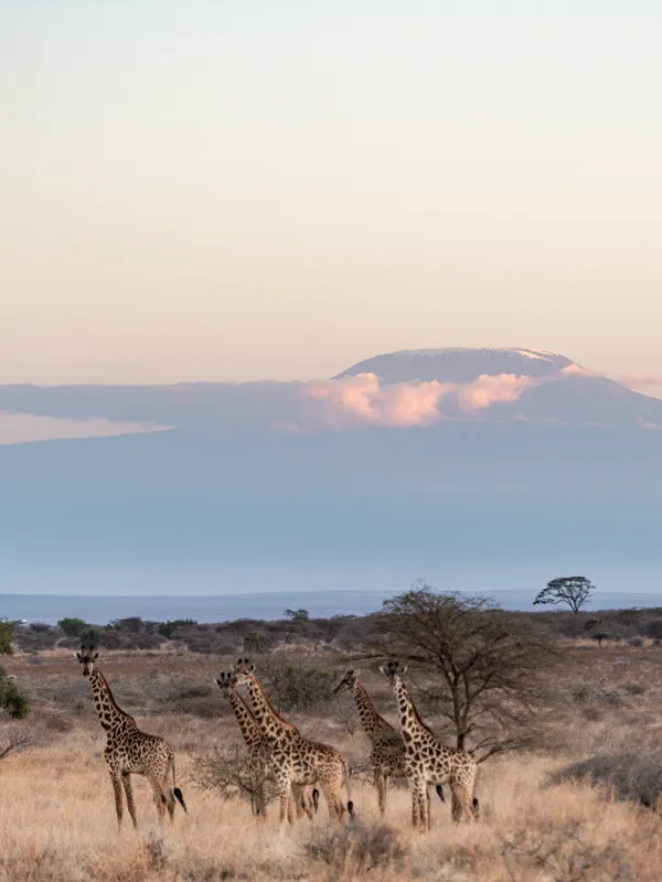 Amboseli National Park in Kenya - Africa Bed of Roses Safaris