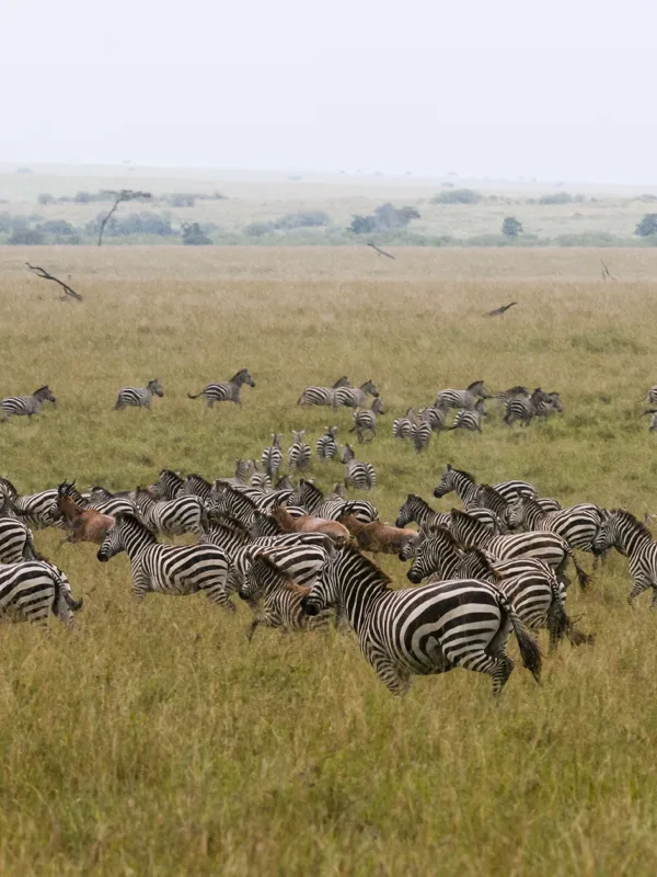 Masai Mara National Reserve in Kenya - Africa Bed of Roses Safaris