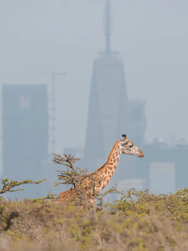 Nairobi National Park in Kenya - Africa Bed of Roses Safaris