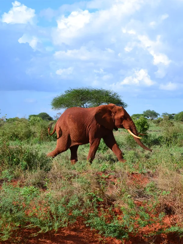 Tsavo West National Park in Kenya - Africa Bed of Roses Safaris