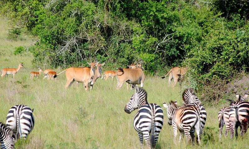 2 Days Akagera National Park Rwanda Big Five Wildlife Safari - Africa Bed of Roses Safaris Limited