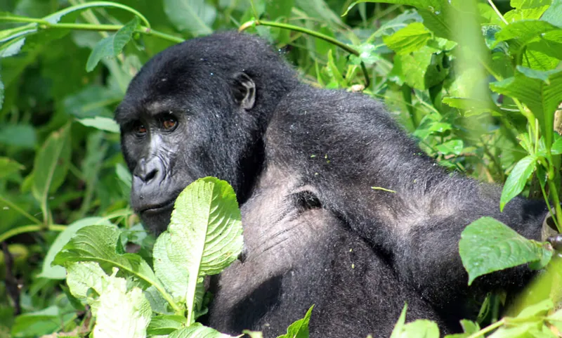 3 Days Volcanoes National Park Rwanda gorilla trekking tour - Africa Bed of Roses Safaris Limited