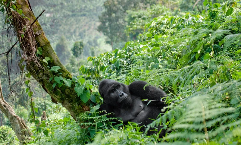 5 Days Uganda delights Gorilla Trekking tour Experience - Africa Bed of Roses Safaris Limited