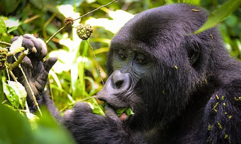 7 Days Rwanda Wildlife and Gorilla trekking tour - Africa Bed of Roses Safaris Limited