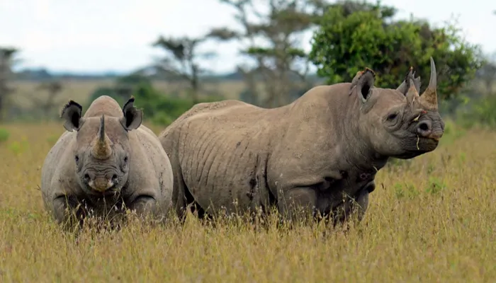 Kenya Ol Pejeta Conservancy - Africa Bed of Roses Safaris