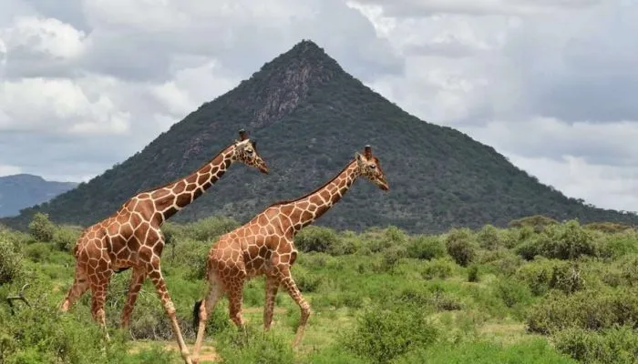 Kenya Samburu National Reserve - Africa Bed of Roses Safaris