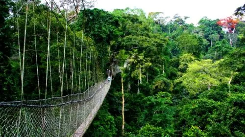 Rwanda Nyungwe Forest National Park - Africa Bed of Roses Safaris