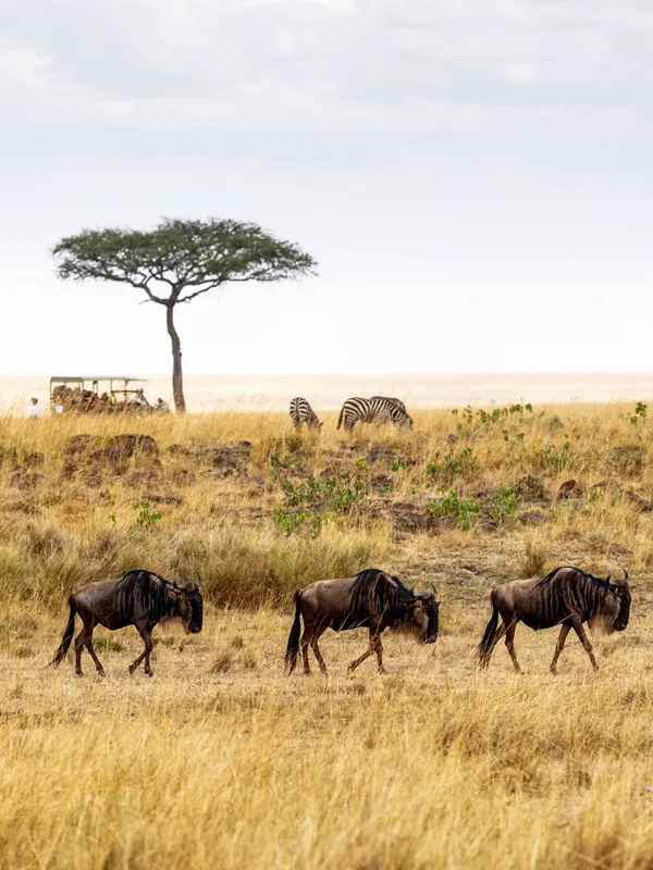 Serengeti National Park in Tanzania - Africa Bed of Roses Safaris