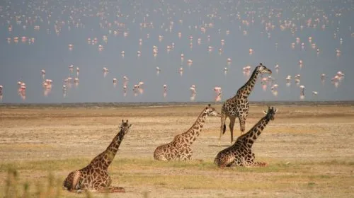 Tanzania Lake Manyara National Park - Africa Bed of Roses Safaris