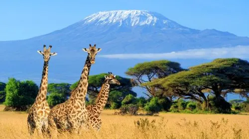 Tanzania Mount Kilimanjaro National Park - Africa Bed of Roses Safaris