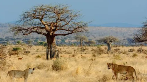 Tanzania Ruaha National Park - Africa Bed of Roses Safaris