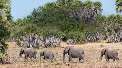 Tanzania Selous Game Reserve - Africa Bed of Roses Safaris