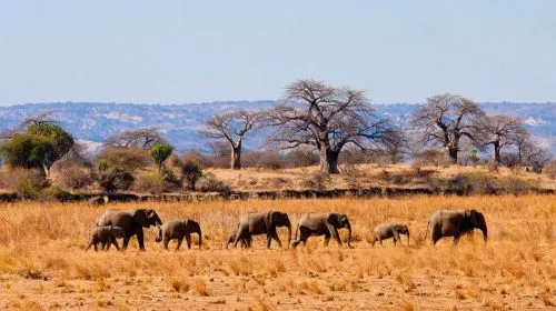 Tanzania Tarangire National Park - Africa Bed of Roses Safaris