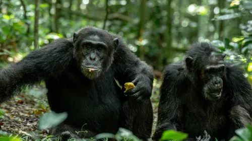 Uganda Kibale National Park - Africa Bed of Roses Safaris