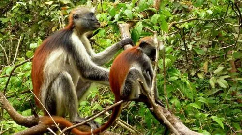 Zanzibar Jozani Forest Tour - Africa Bed of Roses Safaris