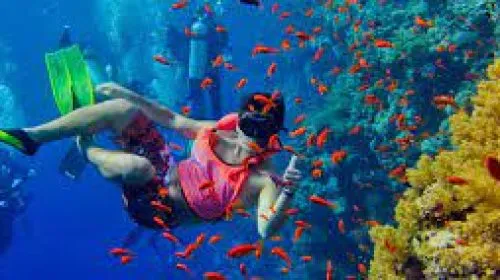 Zanzibar Snorkeling and Diving - Africa Bed of Roses Safaris