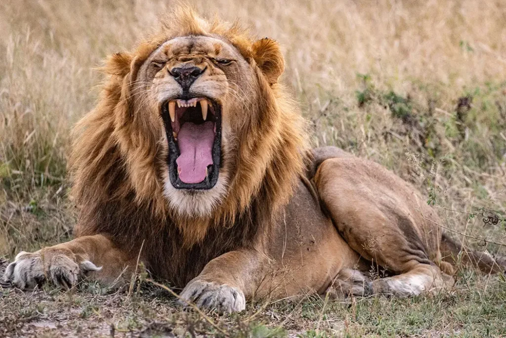 Africa Bed of Roses Safaris - The Big 5 Wildlife of Africa