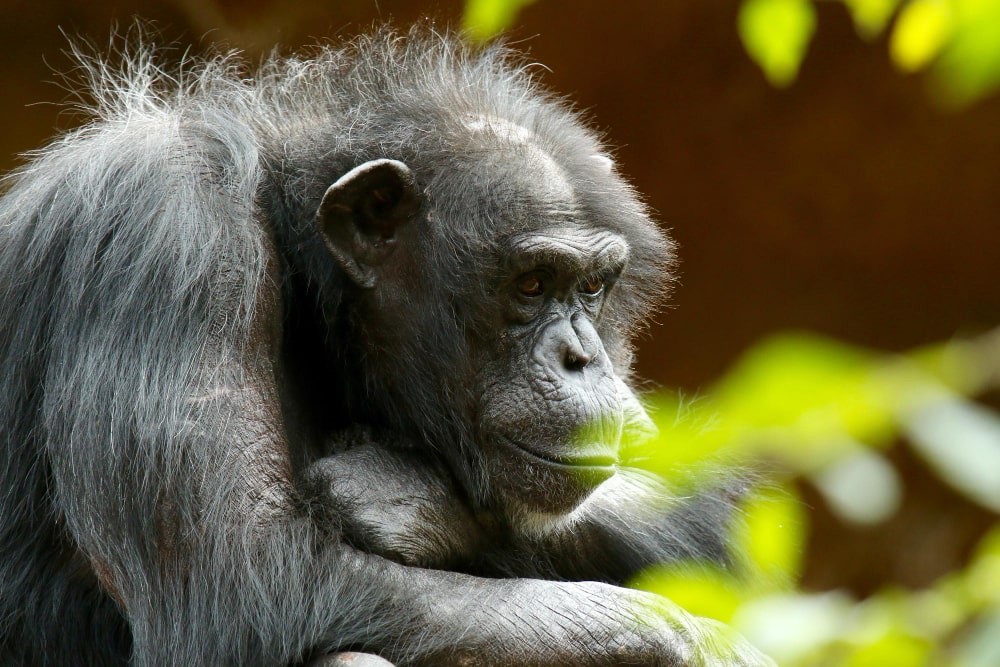 Uganda Gorilla Trekking Expedition