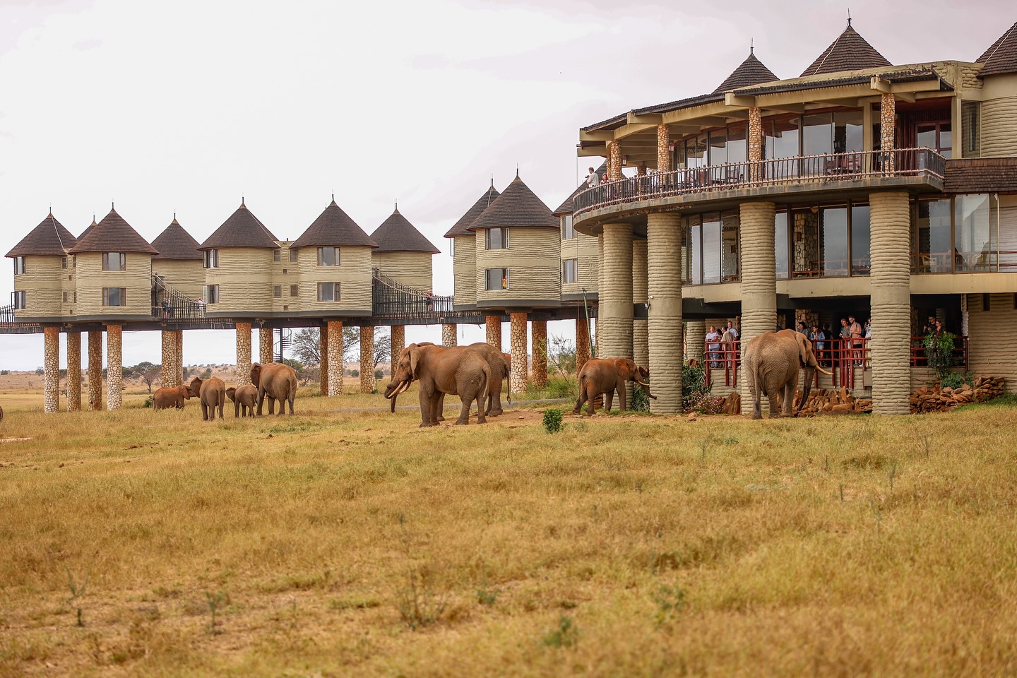 tourists watching elephants at salt lick lodge which is one of the best honeymoon accommodations in kenya