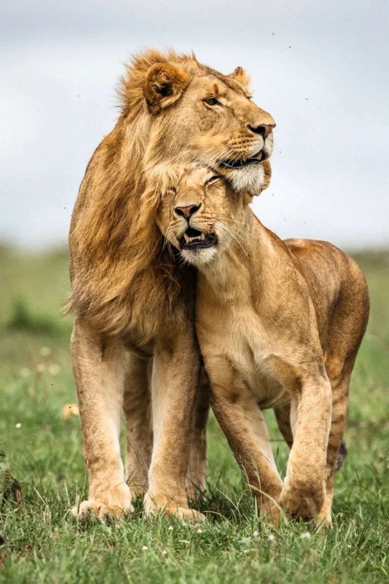 Masai Mara Wildlife
