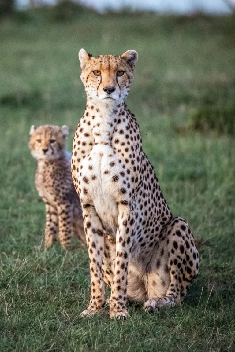Kenya Wildlife