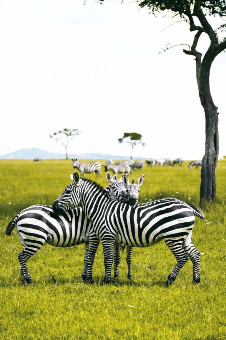 Tarangire Wildlife