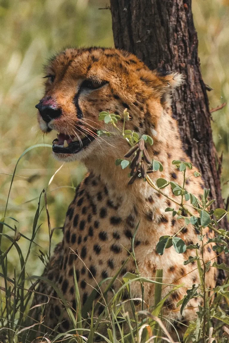 Tarangire Wildlife