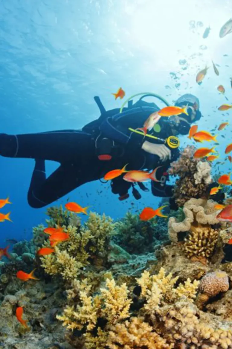 Reef Snorkelling
