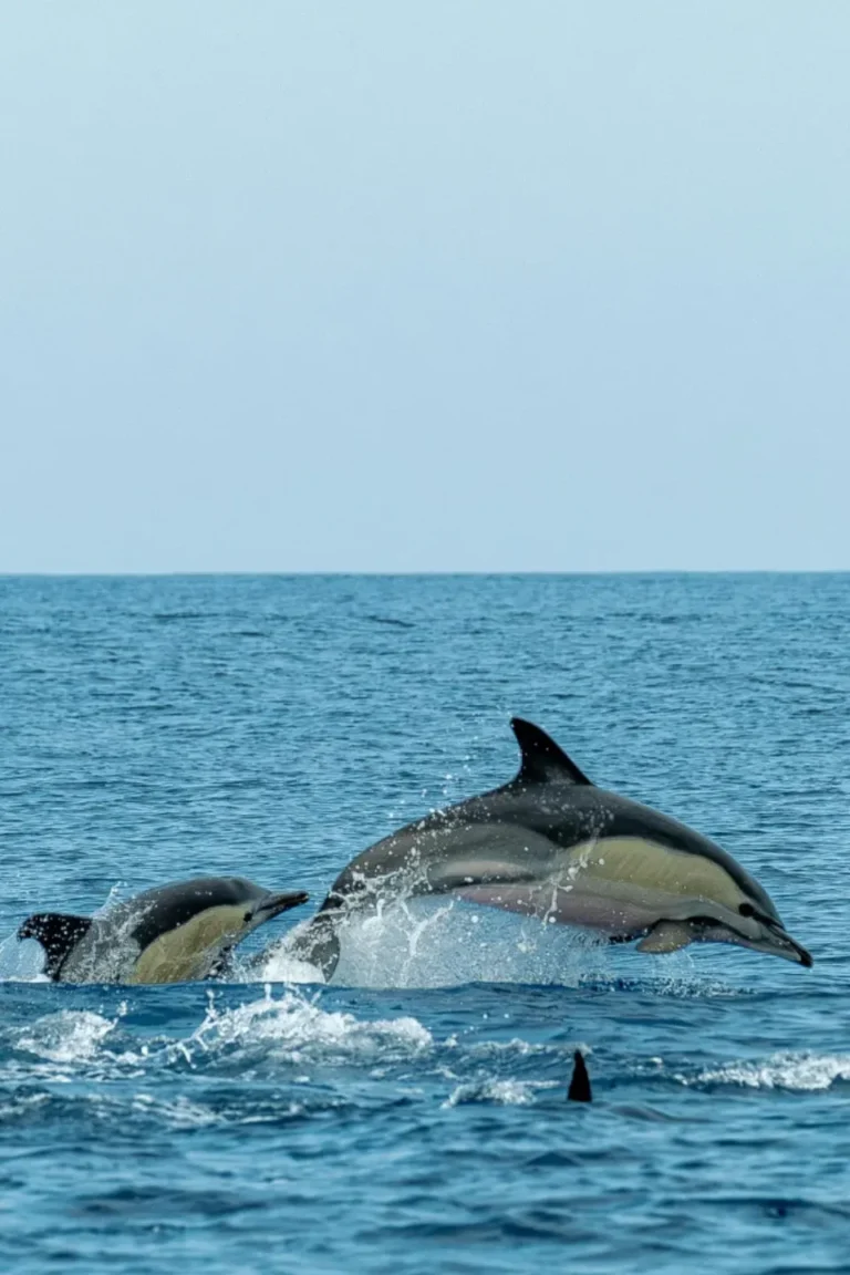 Mnemba Dolphin Tour