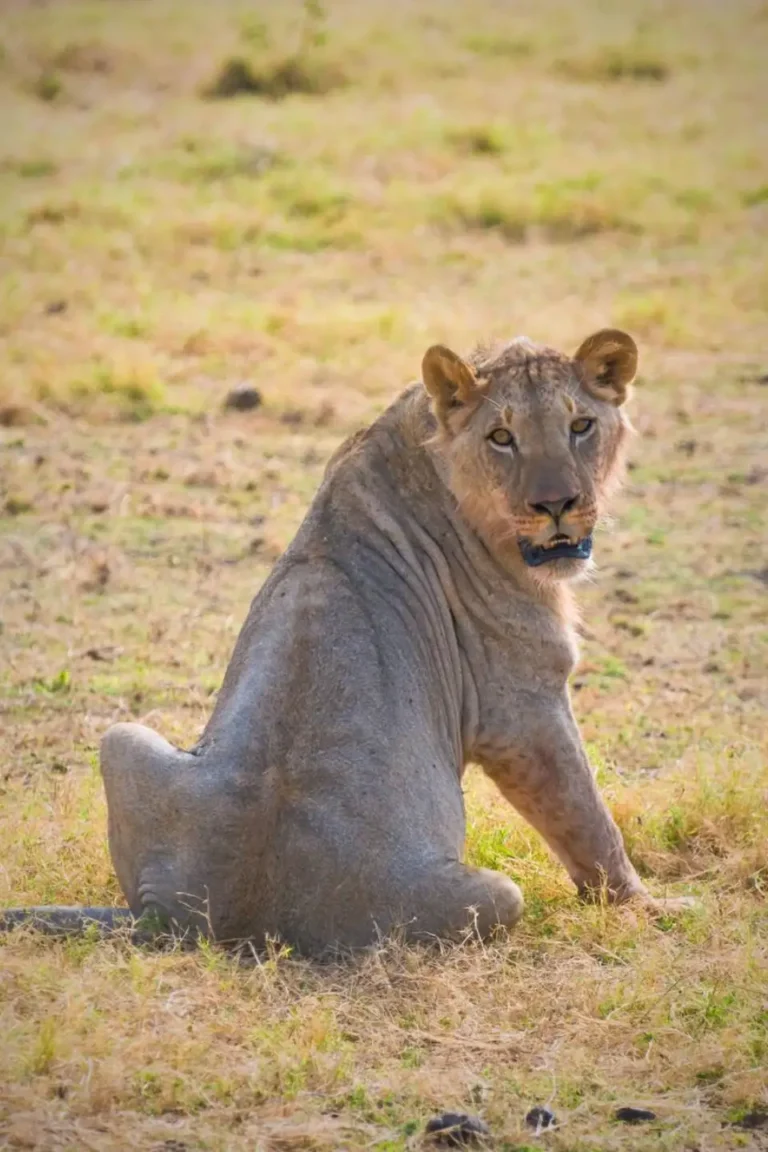 Amboseli Big Five