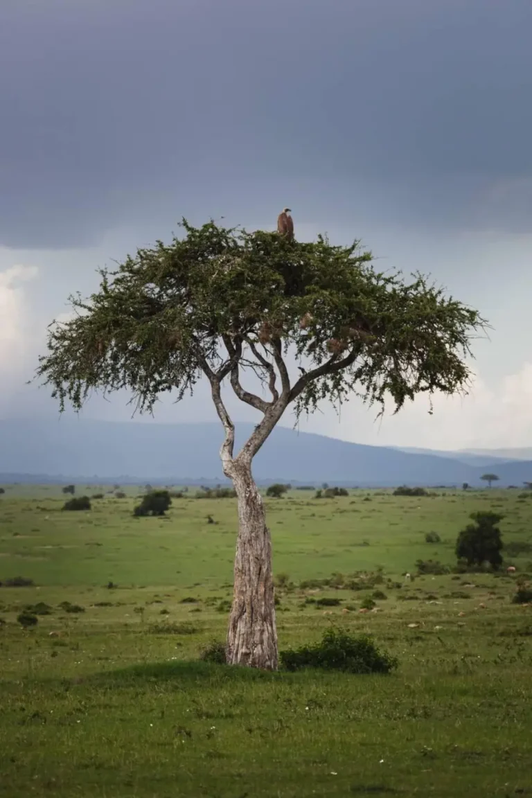 Masai Mara Attractions
