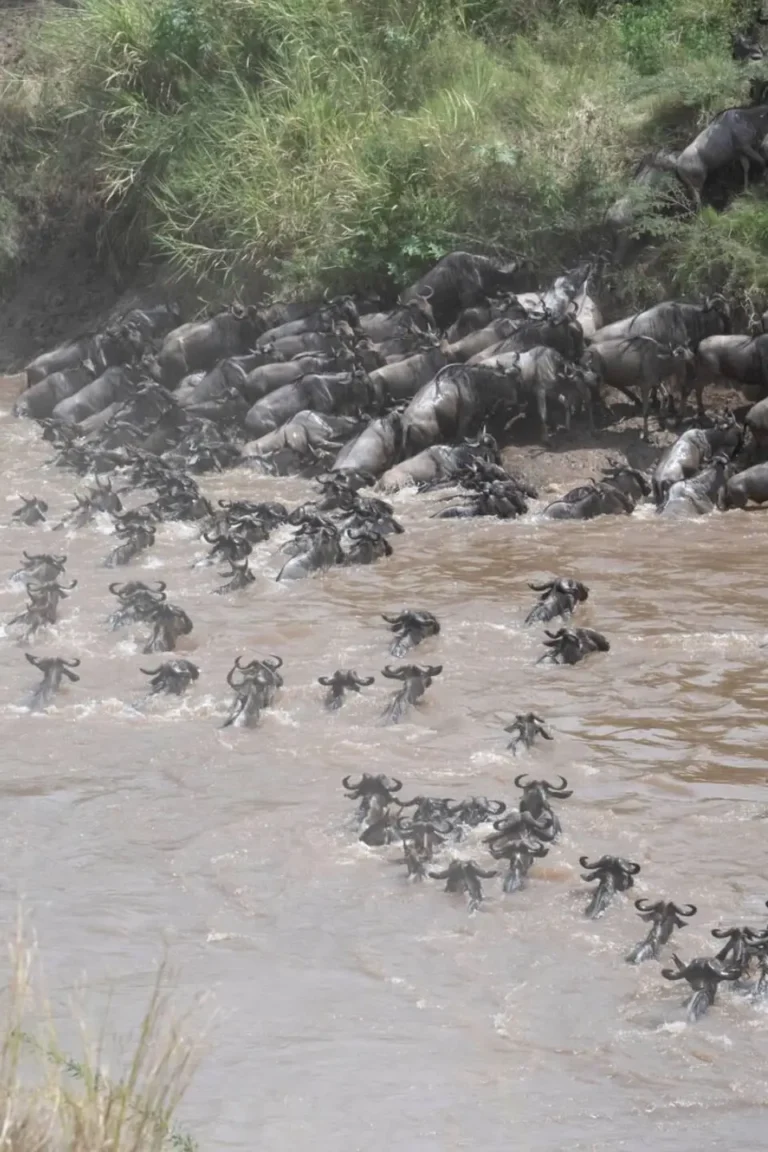 Mara River Crossing Vigil