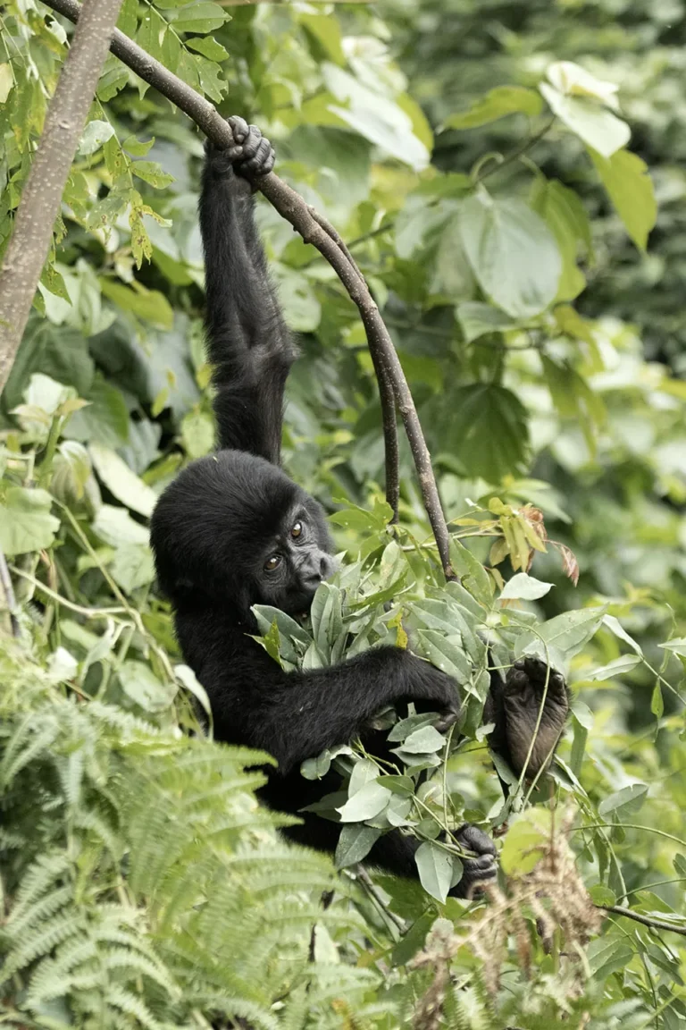 Gorilla Trekking