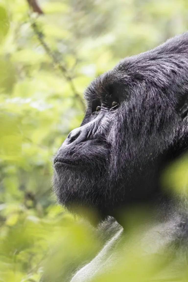 Gorilla Trekking