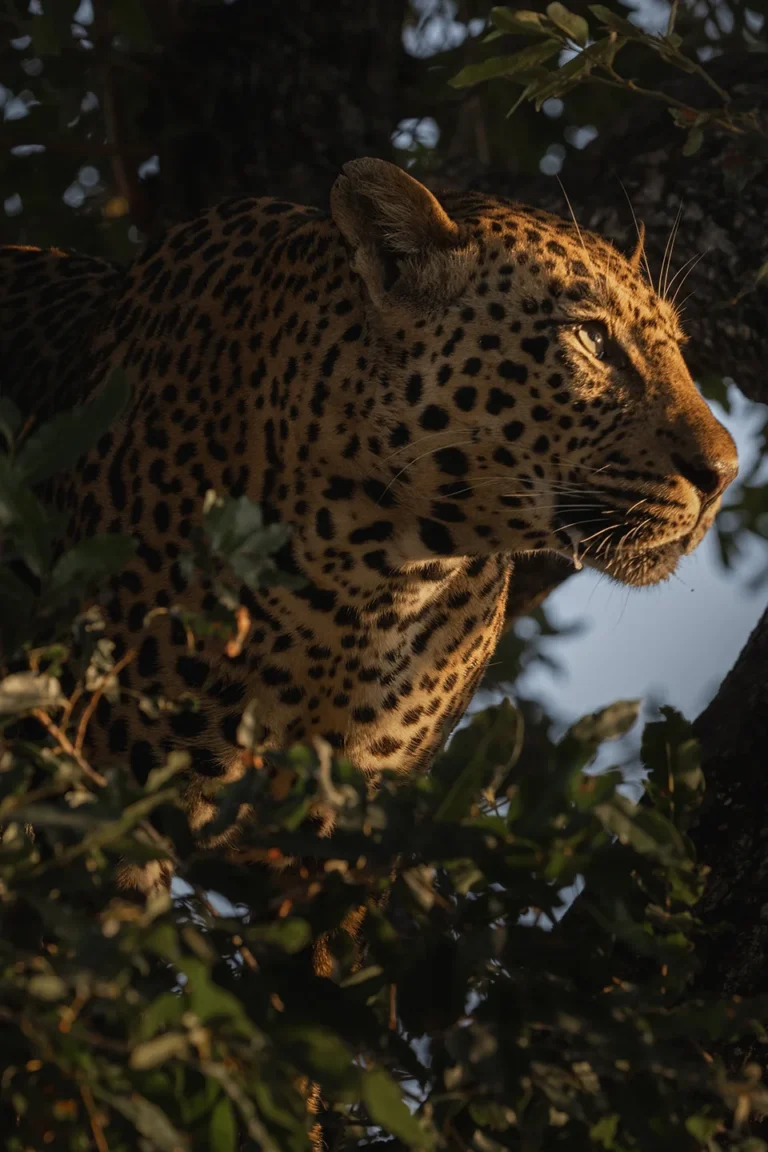 Akagera Wildlife