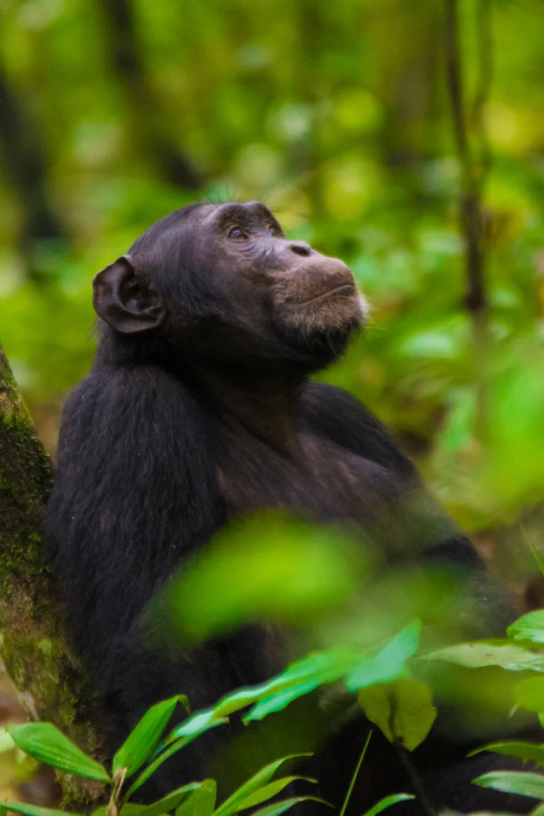 Nyungwe chimpanzee trek