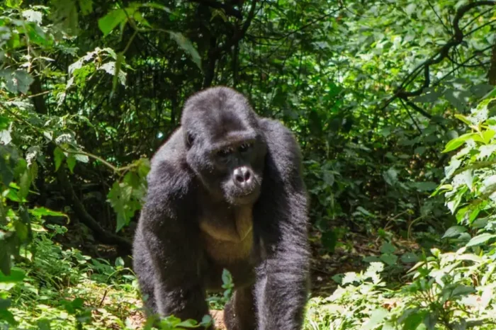 10 Days Rwanda Honeymoon Safari