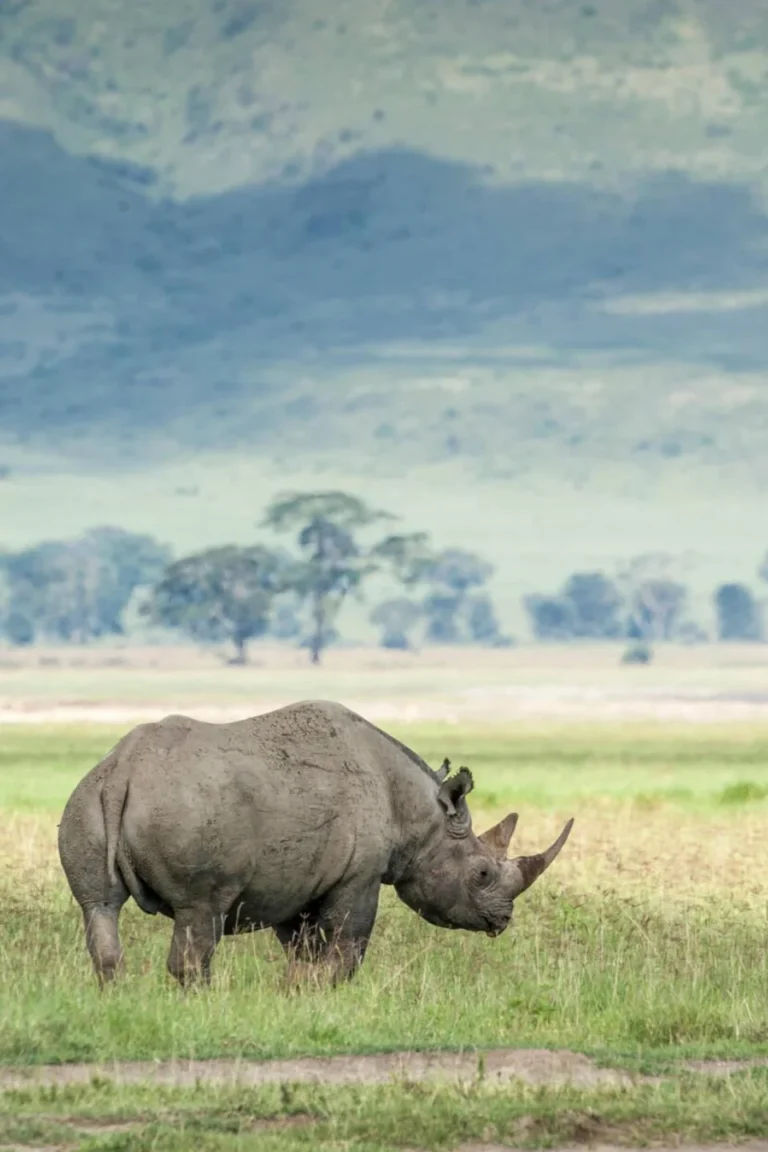 Ngorongoro Wildlife