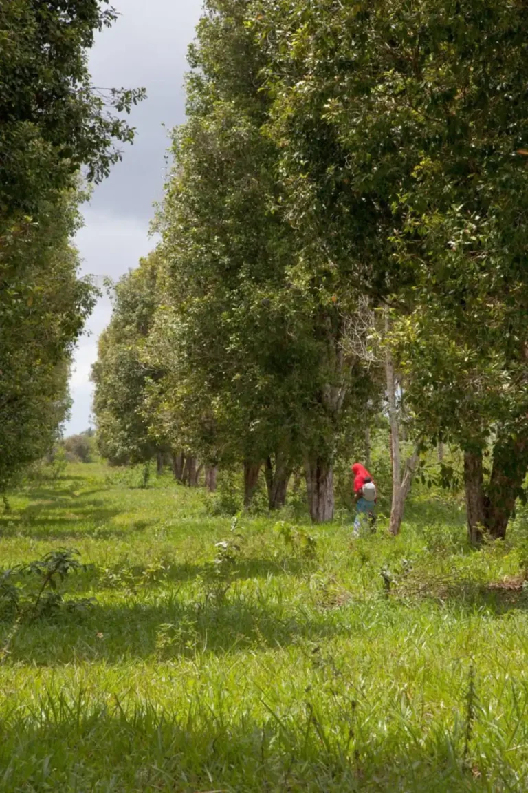 Spice Farms
