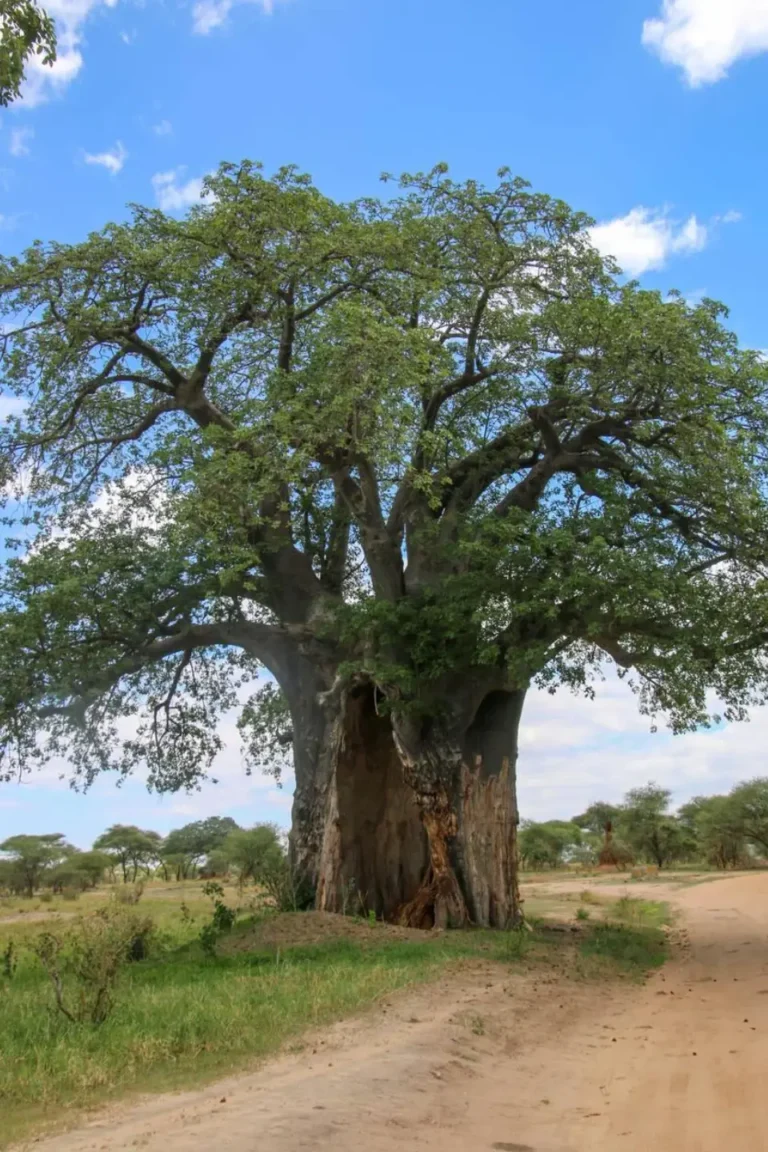 Baobab trees